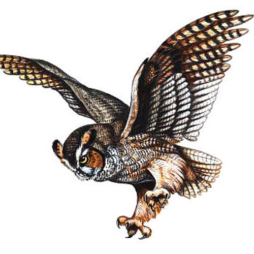 Fantastic Flying Owl Tattoo Design