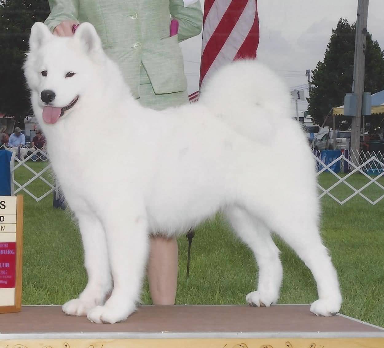 Female Samoyed Dog In Dog Show