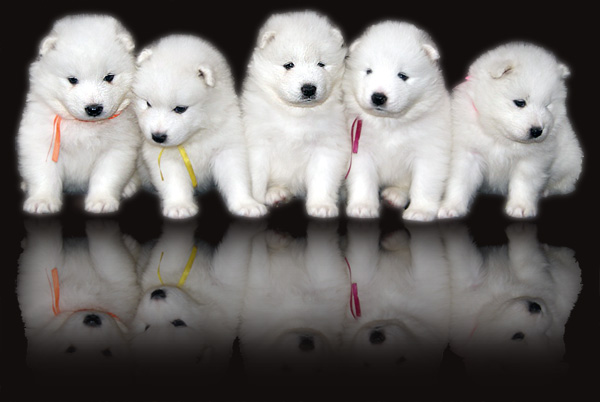 Five Cute Samoyed Puppies
