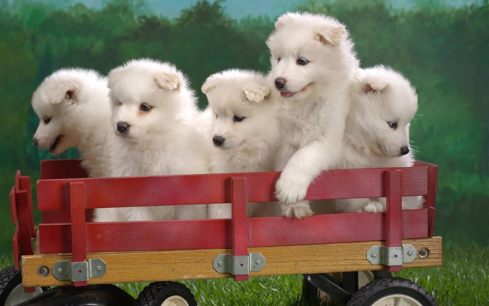 Five Samoyed Puppies In Toy Truck