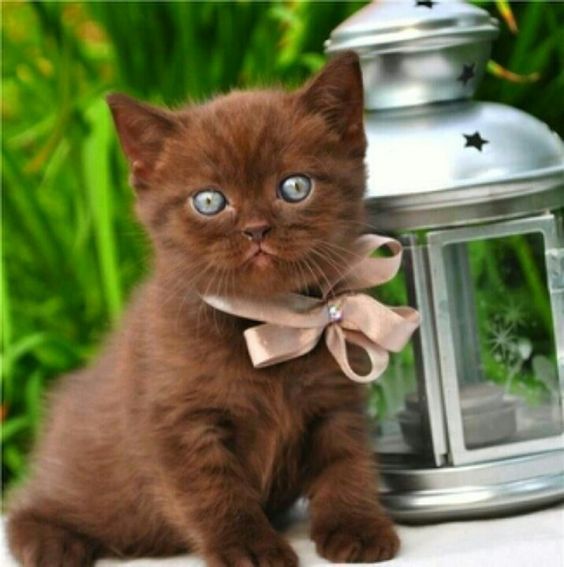 Fluffy Cute Havana Brown Kitten With Bow In Neck