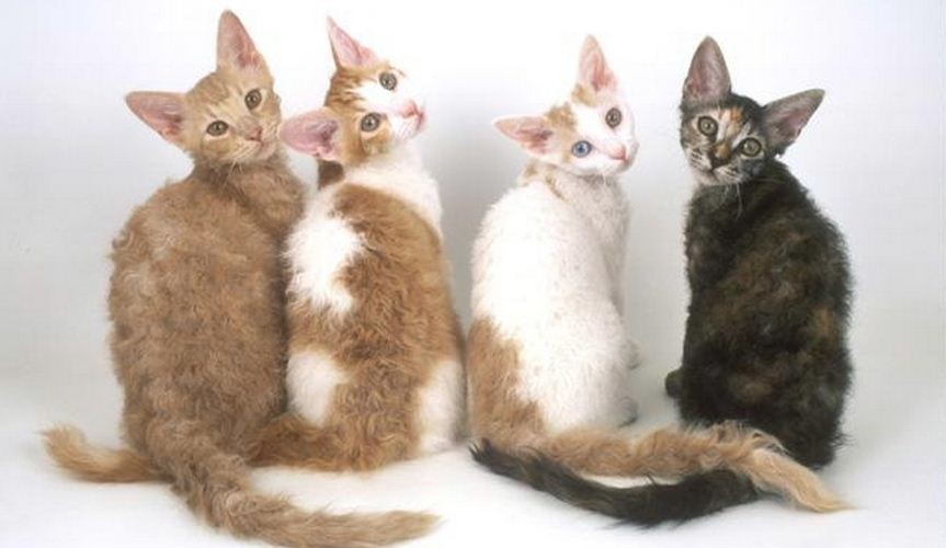 Four Laperm Cats Sitting