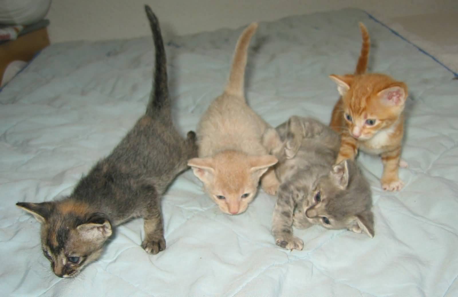 Four Laperm Kittens Picture