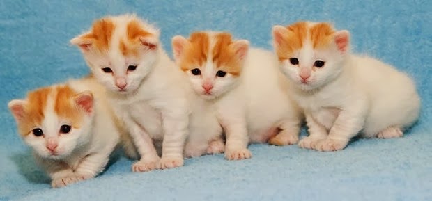 Four Orange And White Turkish Van Kittens