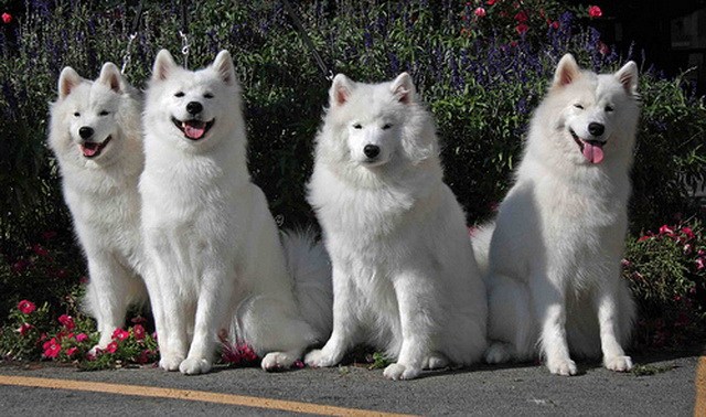 Four Samoyed Dogs Sitting On Road