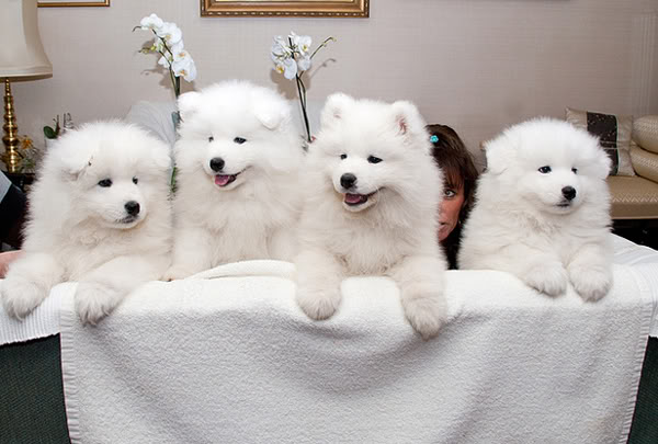 Four Samoyed Young Puppies Inside House