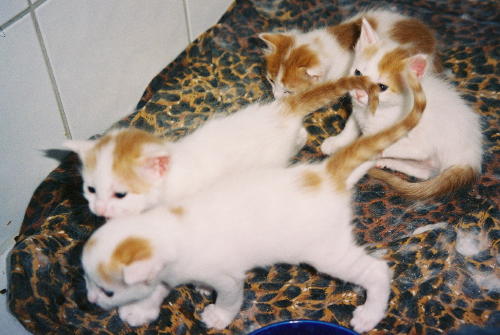 Four Turkish Van Kittens