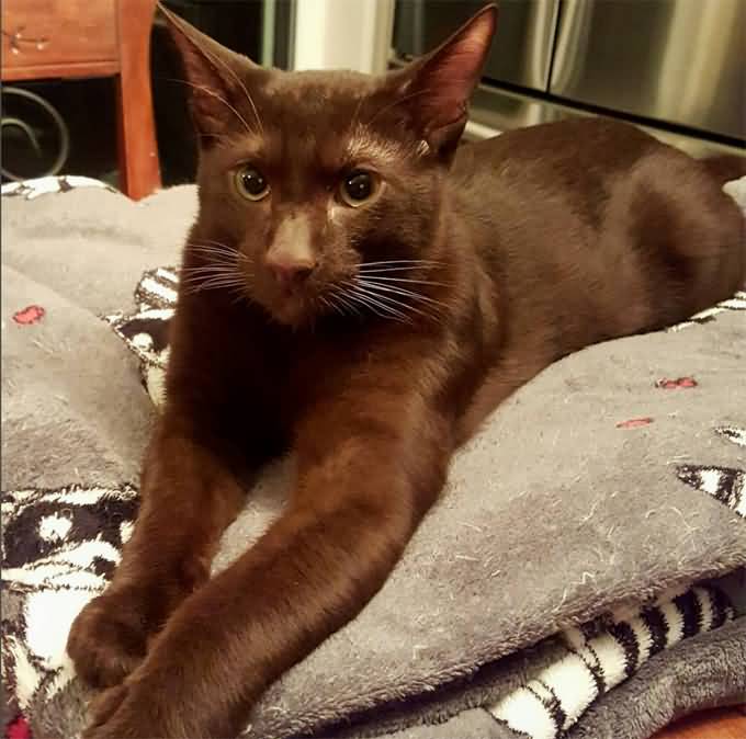 Full Grown Havana Brown Cat On Bed