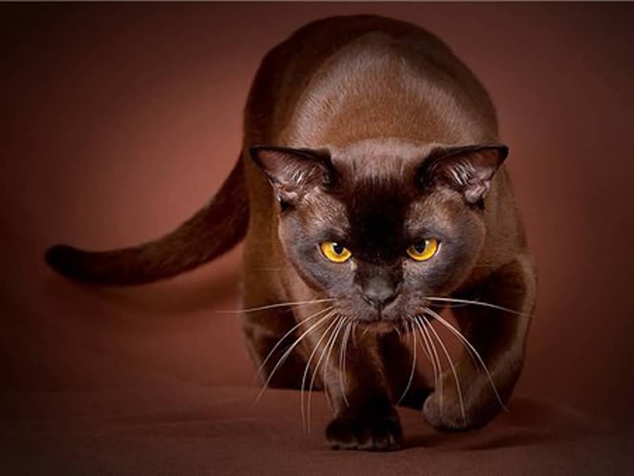 Full Grown Havana Brown Cat