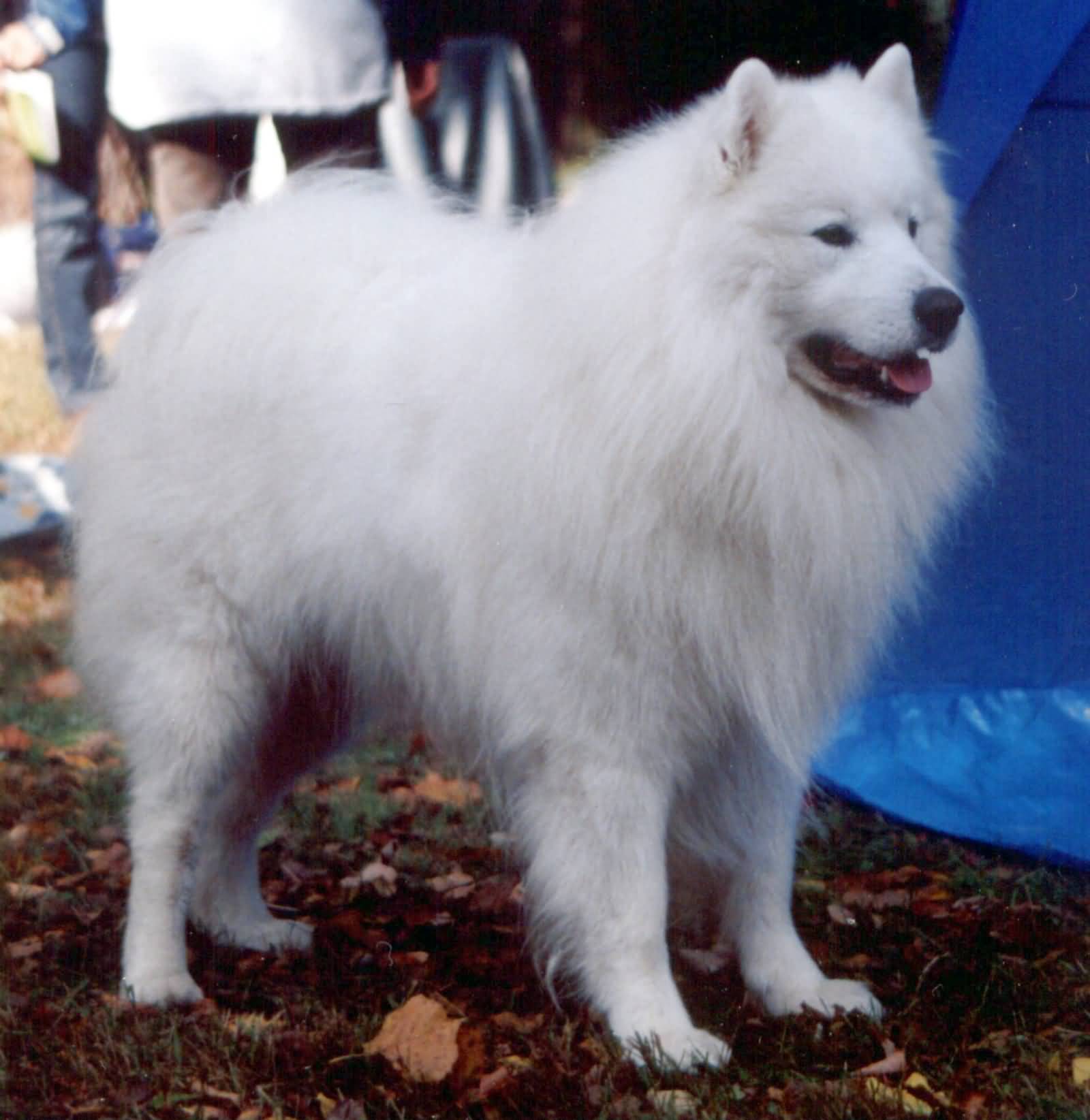 Full Grown White Samoyed Dog