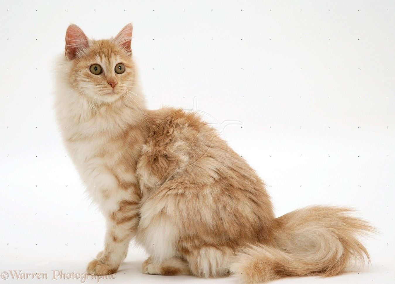 Golden-Hair-Turkish-Van-Cat.jpg