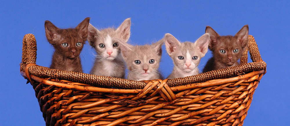 Group Of Laperm Kittens Sitting In Basket