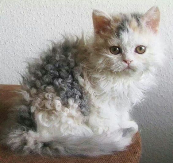 Gray And White Curly Hair Laperm Kitten