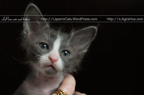 Gray And White Laperm Kitten Face