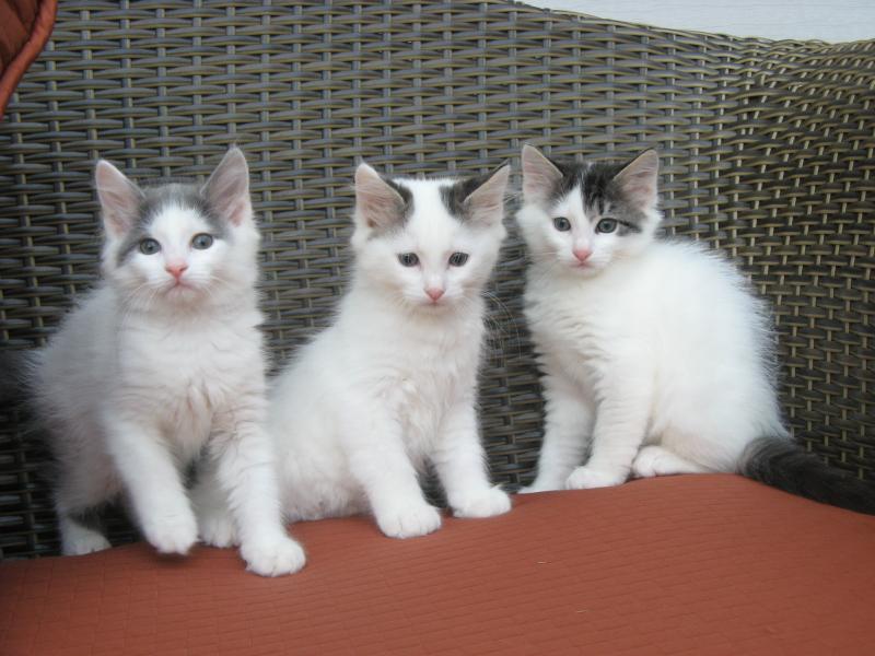 Gray And White Three Turkish Van Kittens