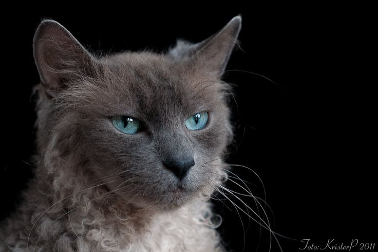 Gray Curly Hair Laperm Cat With Blue Eyes