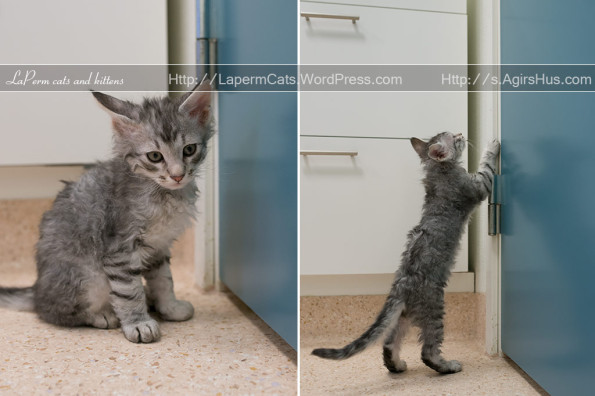 Gray Laperm Kitten Photos