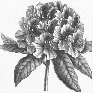 Grey Ink Rhododendron Flowers Tattoo Design