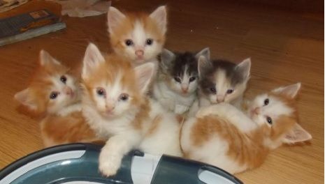 Group Of Adorable Turkish Van Kittens