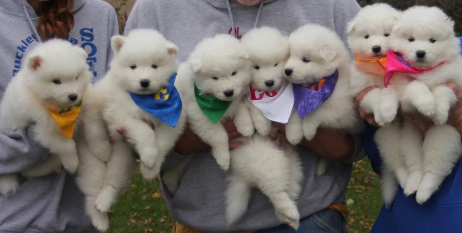 Group Of Cute Samoyed Puppies