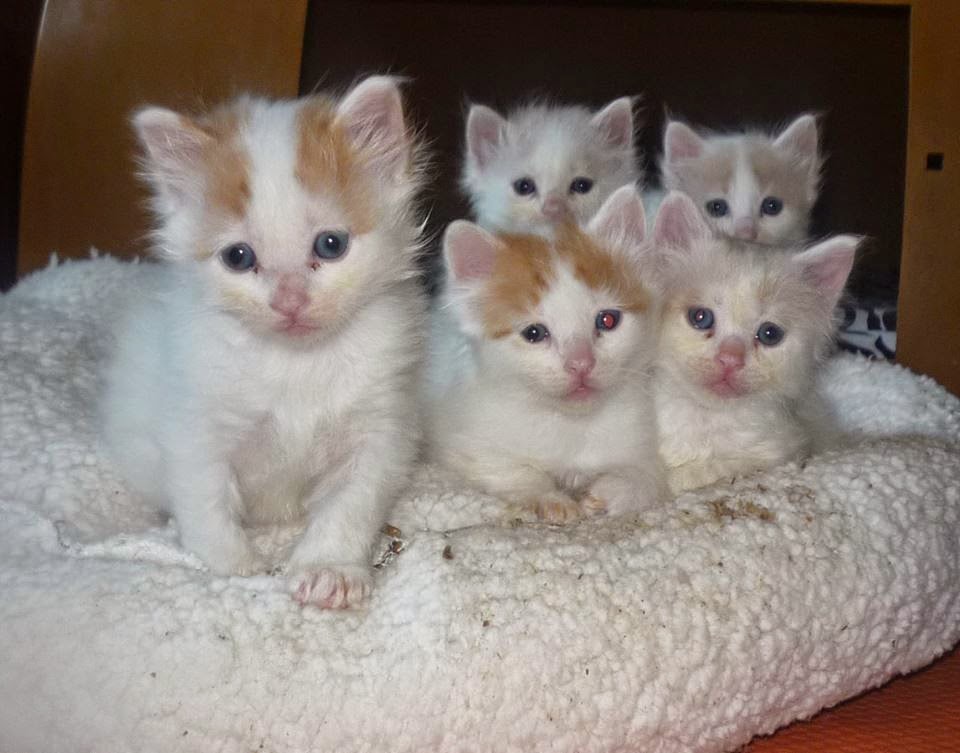 Group Of Cute Turkish Van Kittens