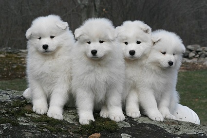 Group Of Four Samoyed Puppies Sitting On Rock