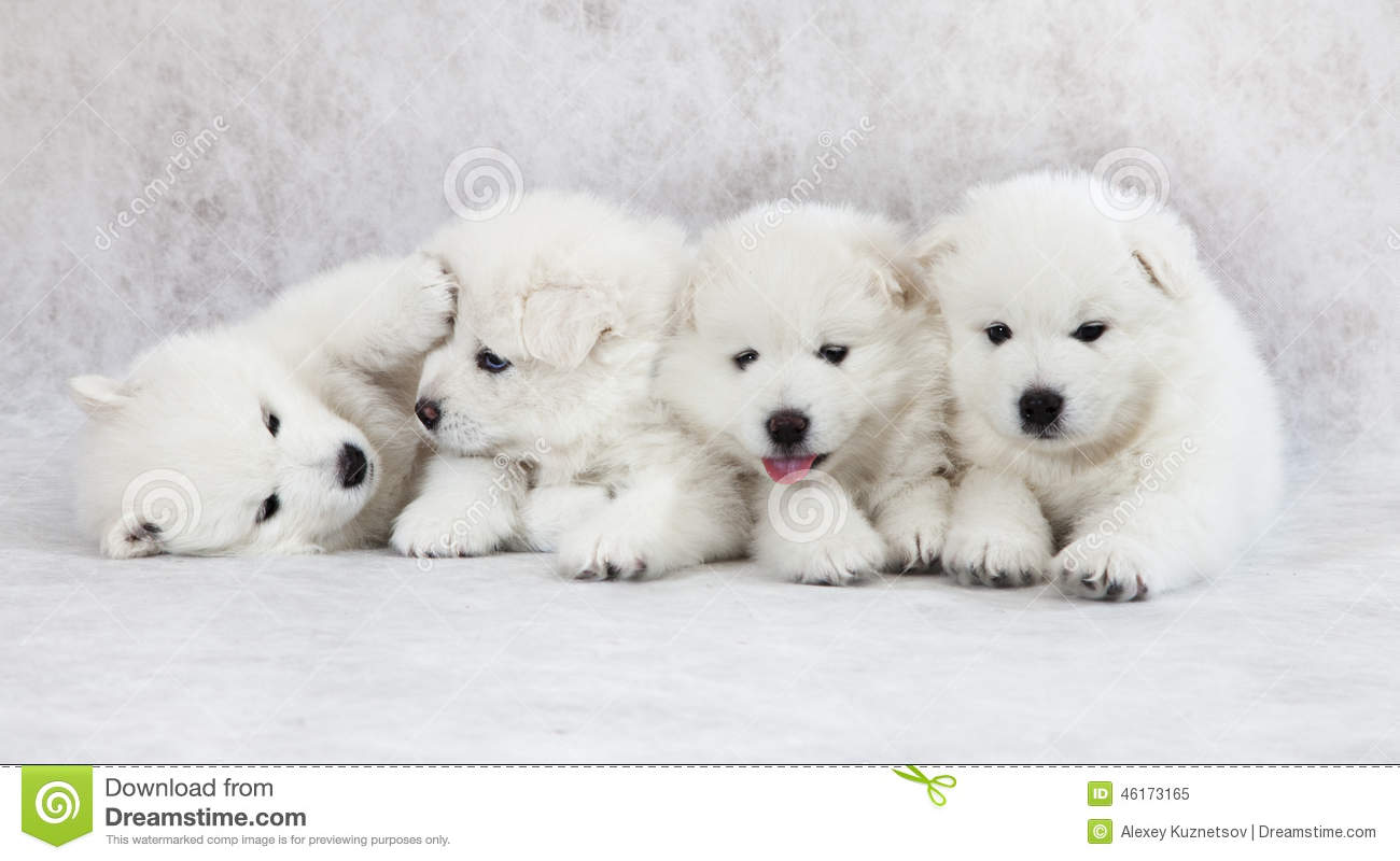 Group Of Four Samoyed Puppies