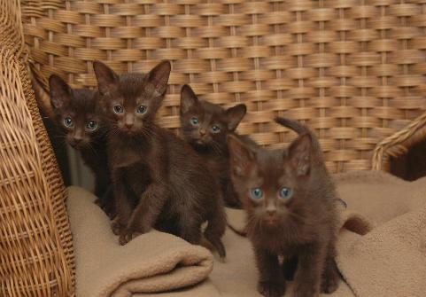 Group Of Havana Brown Kittens