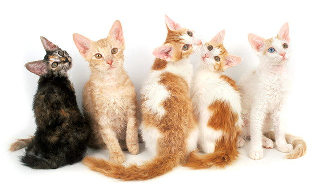 Group Of Laperm Kittens