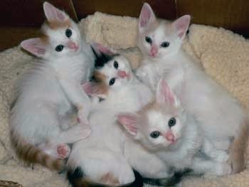 Group Of Little Turkish Van Kittens