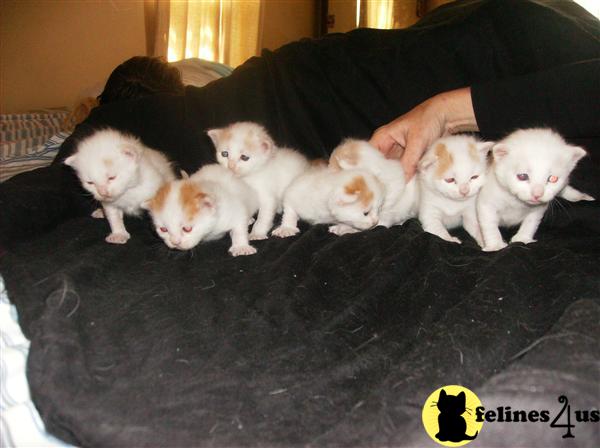 Group Of New Born Turkish Van Kittens