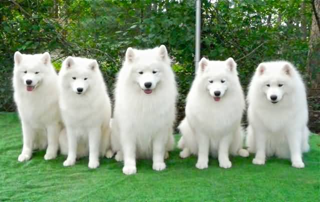 Group Of Samoyed Dogs Sitting