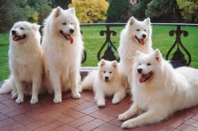 Group Of Samoyed Dogs