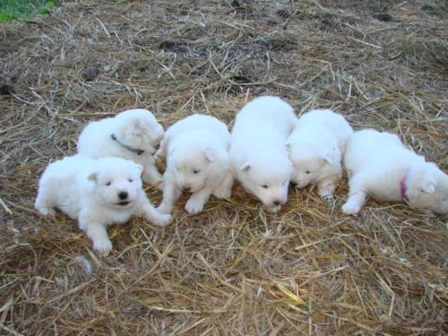 Group Of Samoyed Puppies Outside