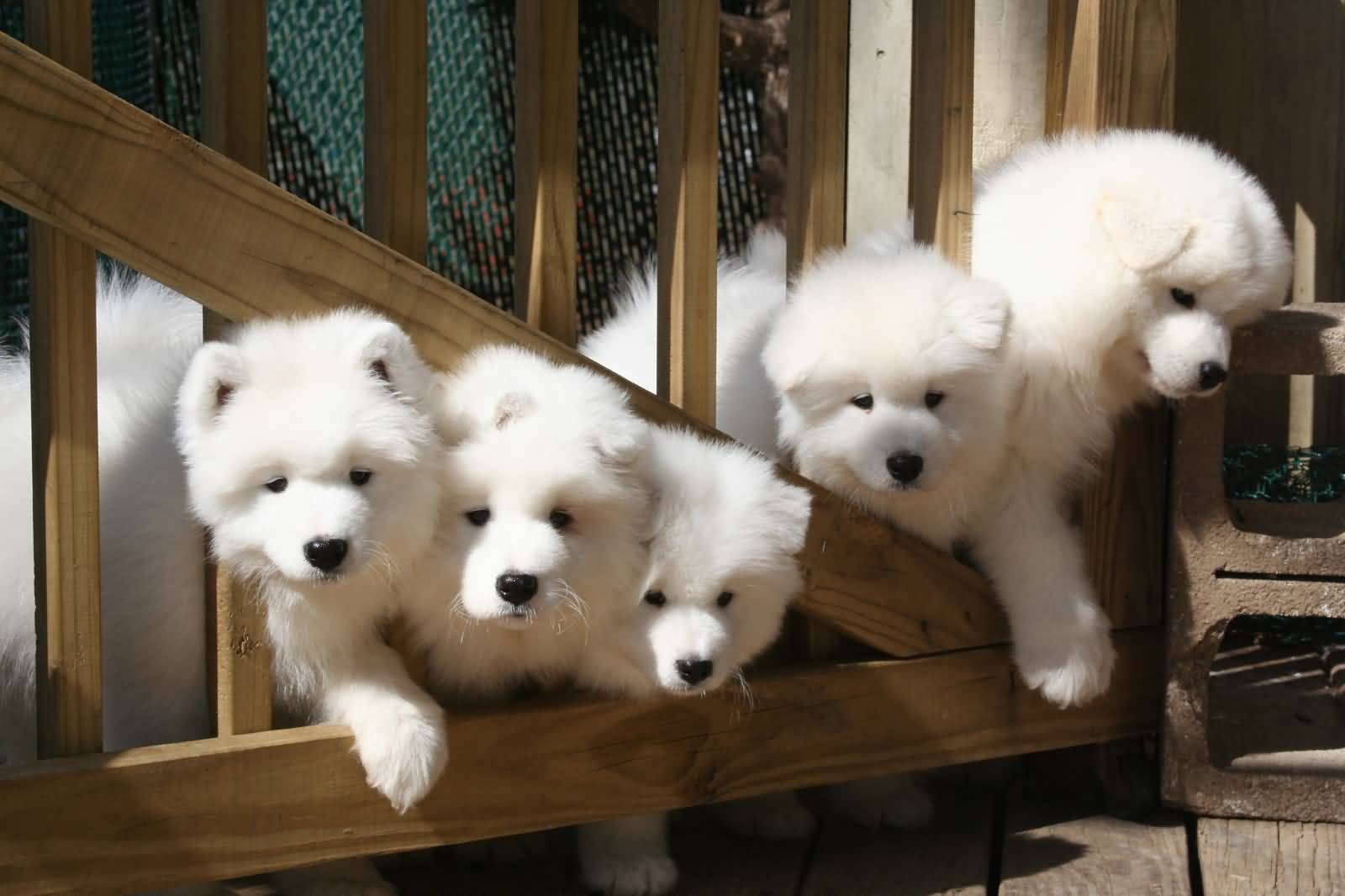 Group Of Samoyed Puppies Trying To Come Out