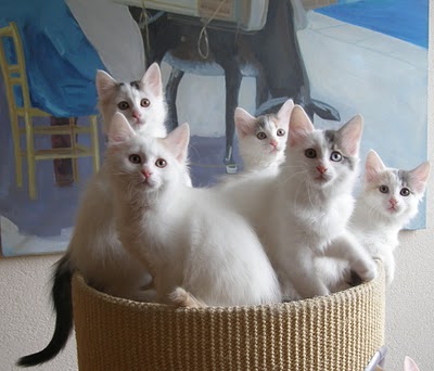 Group Of Turkish Van Kittens In Basket