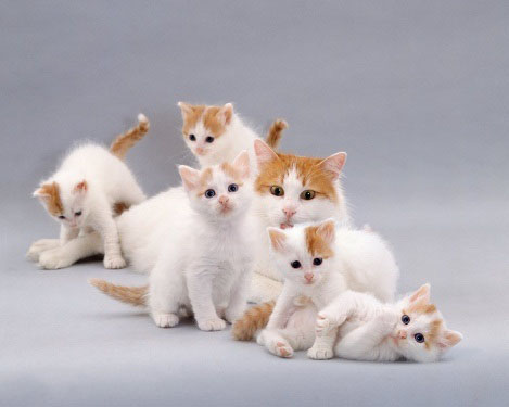 Group Of Turkish Van Kittens