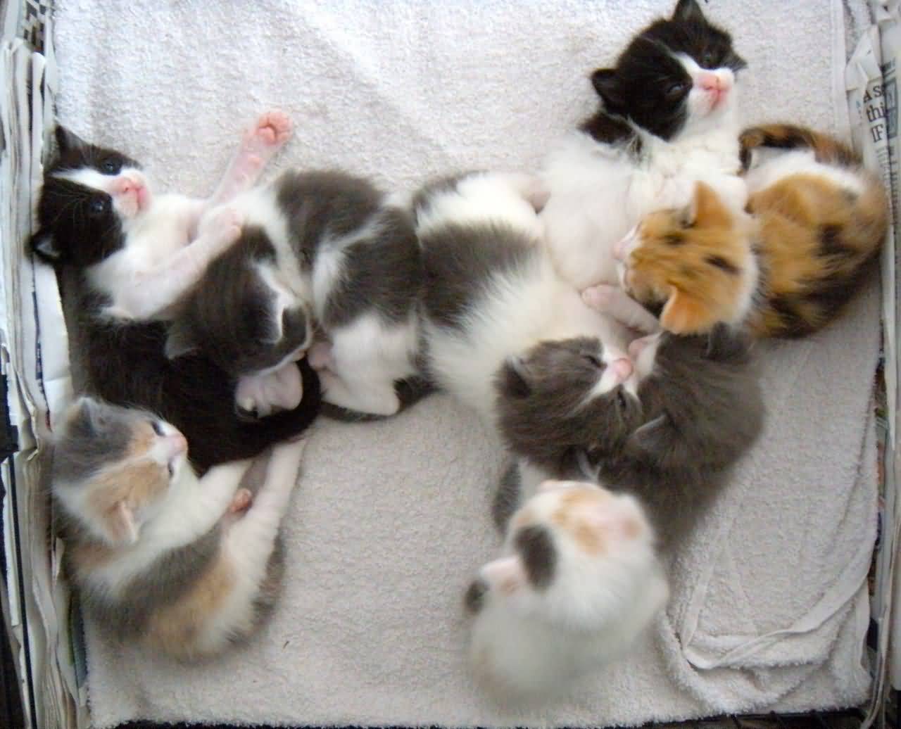 Group Of Turkish Van Kittens