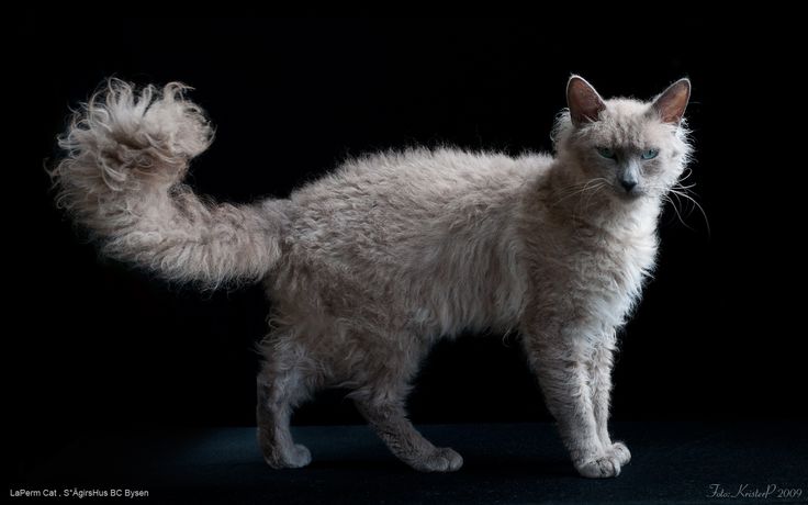 Hairy Laperm Cat Picture
