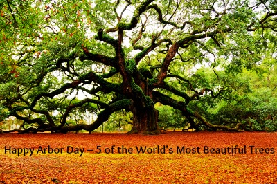 Happy Arbor Day 5 Of The World's Most Beautiful Trees