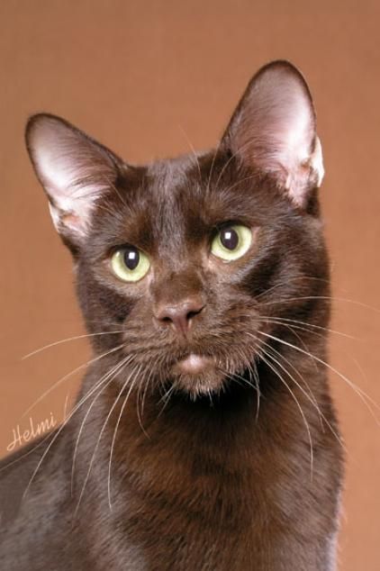 Havana Brown Cat Face Closeup