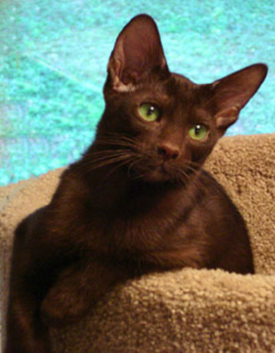Havana Brown Cat On Sofa