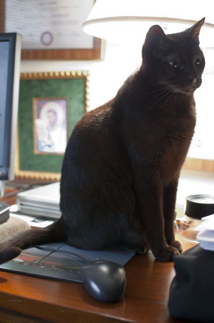 Havana Brown Cat Sitting On Computer Table