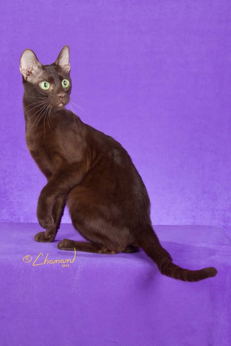 Havana Brown Cat Sitting On Purple Looking Back