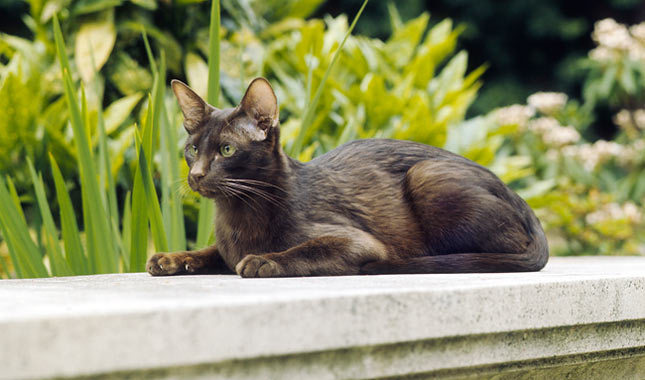 Havana Brown Cat Sitting Outside