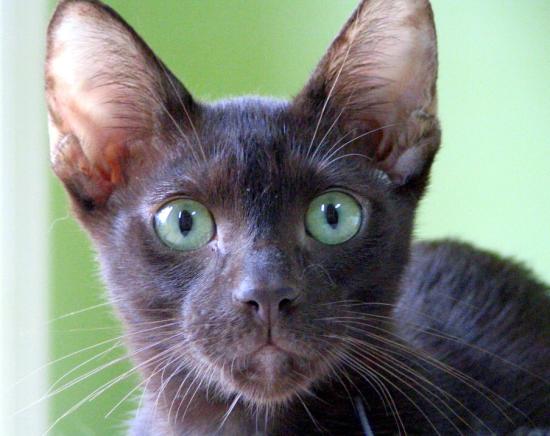 Havana Brown Cat With Cute Eyes
