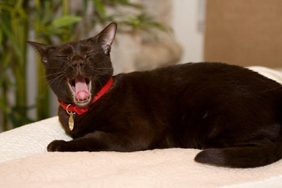 Havana Brown Cat Yawning
