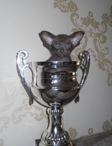 Havana Brown Female Kitten In Trophy