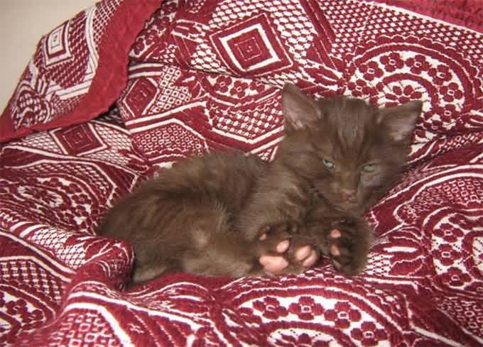 Havana Brown Kitten Laying On Bed