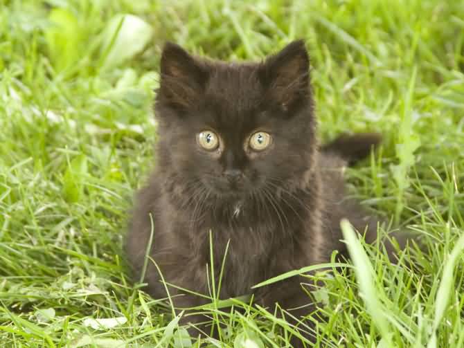Havana Brown Kitten Sitting In Grass
